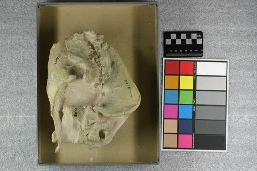 Eporeodon major
