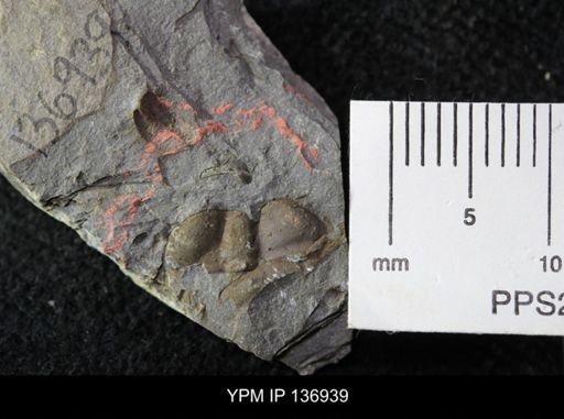 Ctenocephalus maltheus
