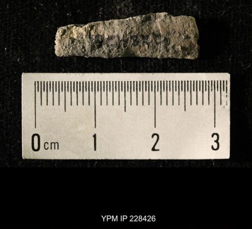 Pseudorthoceras knoxense