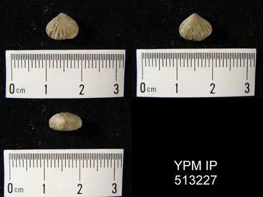 Stenoscisma horsfordi
