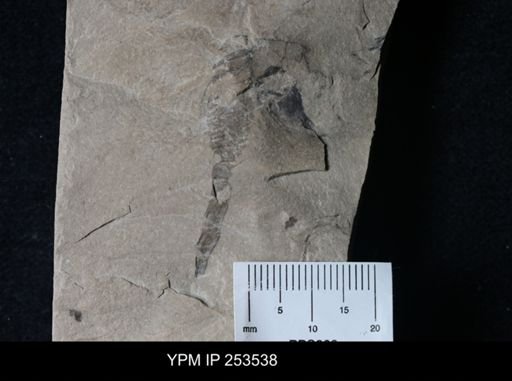 undet. Arthropoda