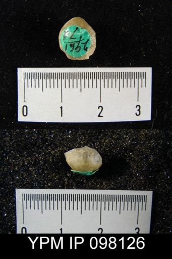 Gypidula roemeri simplex