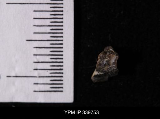 Scaphites whitfieldi