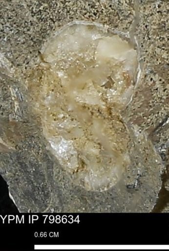 undet. Mollusca