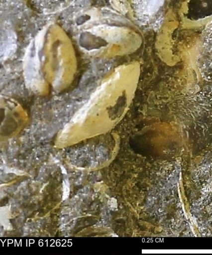 undet. Bivalvia
