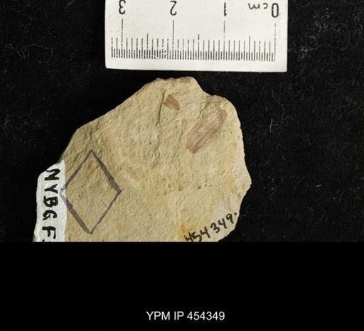 Chrysomelidae