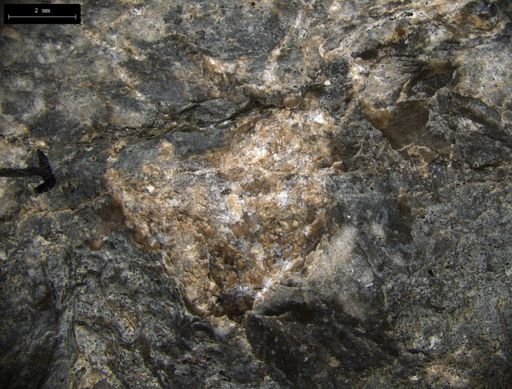 Aplocoma damesii
