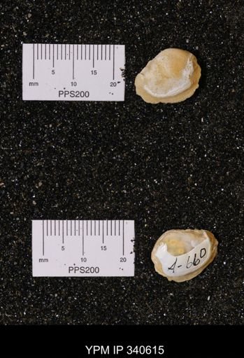 Corbicula sp.