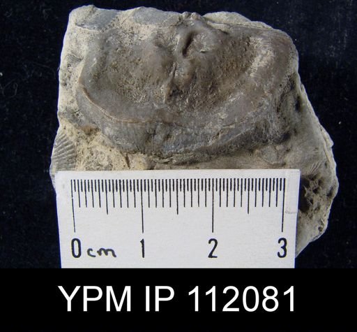 Leptaena depressa