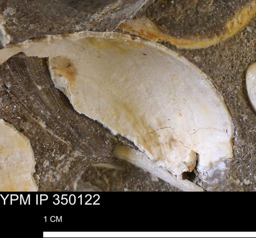 undet. Bivalvia