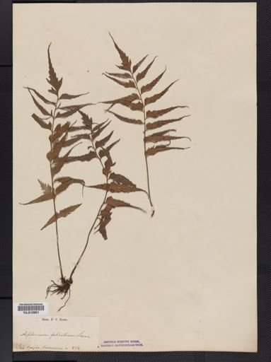 Asplenium