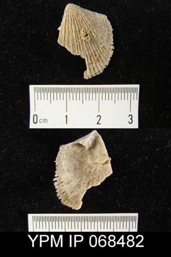 Strophomena sp.