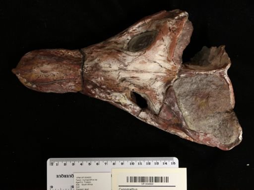 Cynognathus sp.