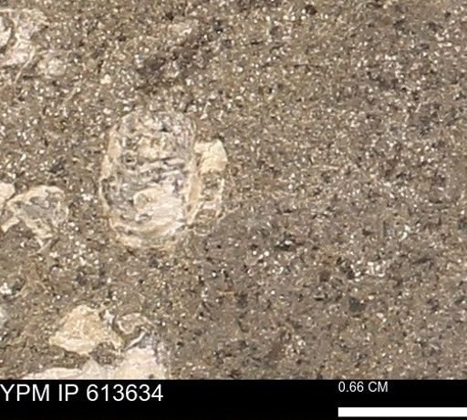 Scaphites sp.