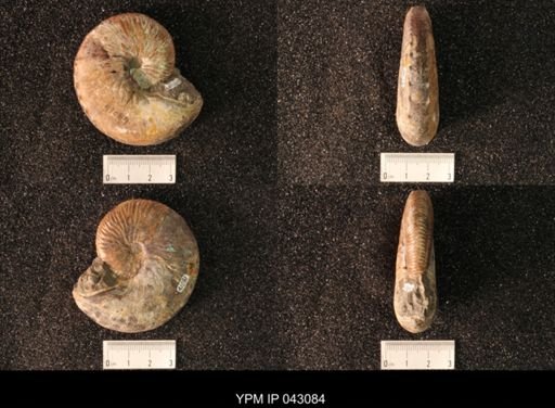 Hoploscaphites nicolletii