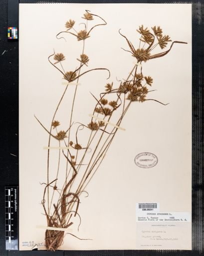 Cyperus strigosus