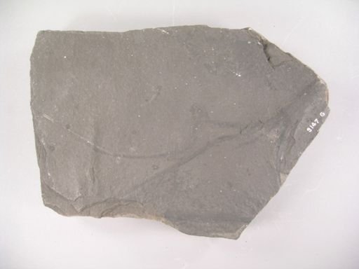 Loperia simplex