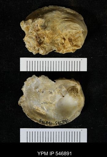 Balanus sp.