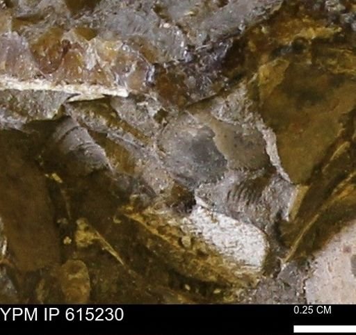 undet. Mollusca