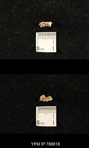 taxon undetermined