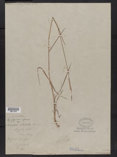 Elymus repens