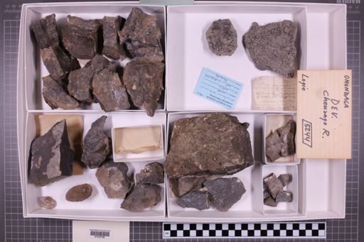 mixed taxa, stratigraphic collection