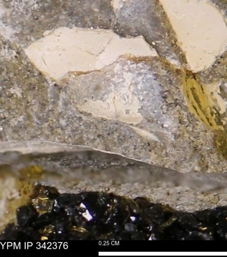 undet. Mollusca