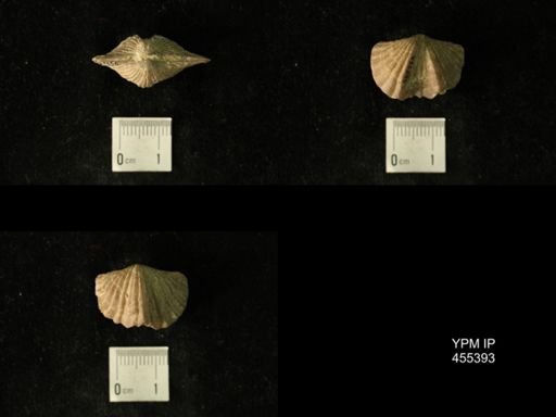 Platystrophia acutilirata prolongata