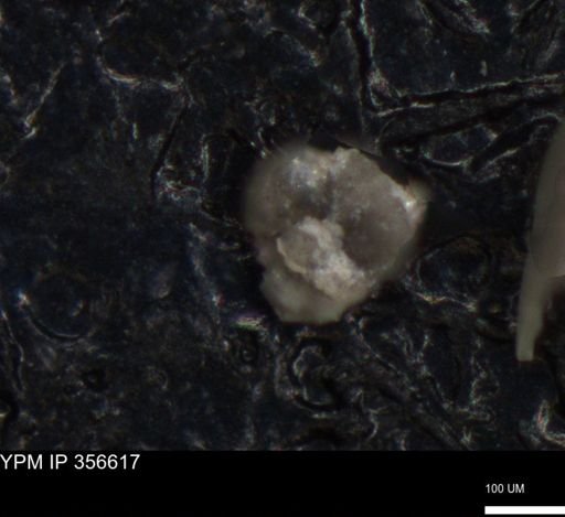 undet. Foraminiferida