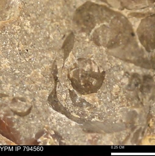 Protocardia subquadrata