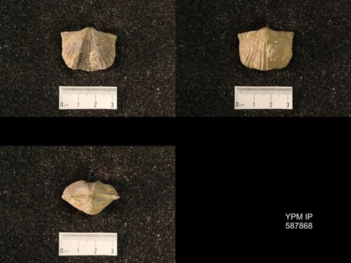 Platystrophia ponderosa