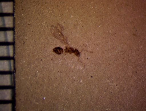 undet. Formicidae