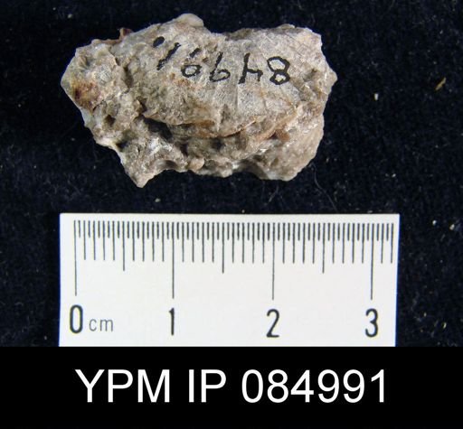 Amphistrophia alcocki