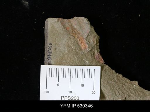 undet. Xiphosurida