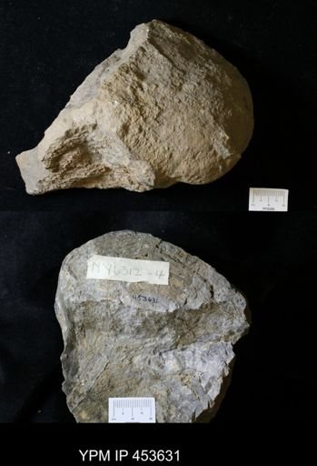 Stromatoporoidea