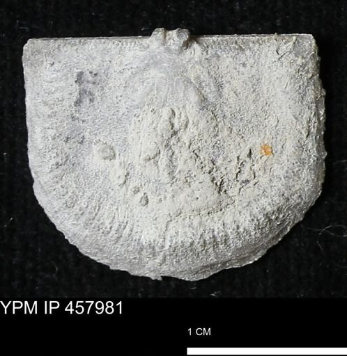 Strophodonta sp.
