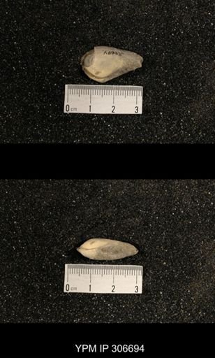 Phestia bellistriata