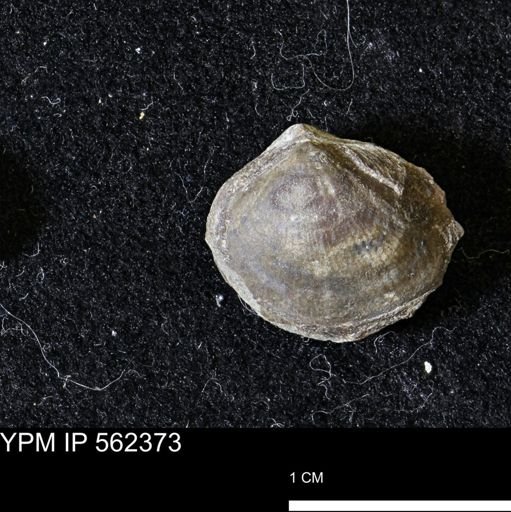 Limopsis striatopunctatus