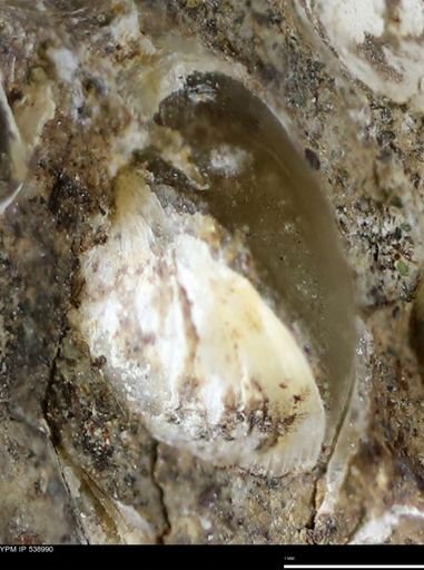 Corbulamella gregaria