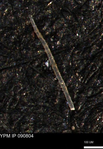 undet. Porifera