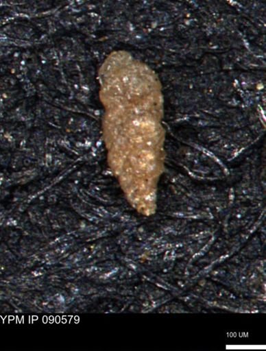 Verneuilinoides hectori