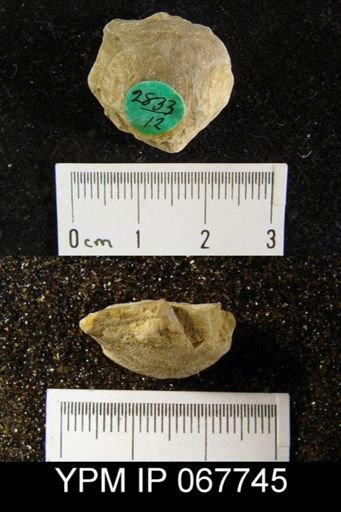 Stropheodonta equistriata