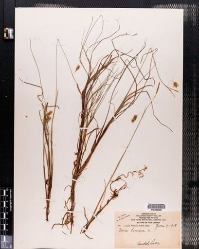 Carex limosa