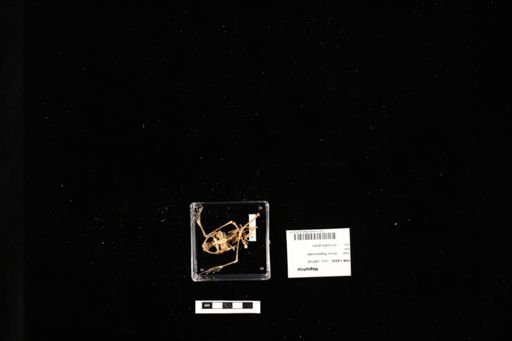 Megophrys