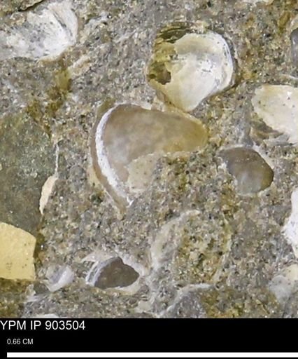 Corbulamella sp.