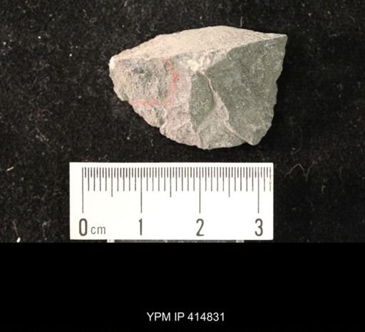 Ambocoelia planoconvexa