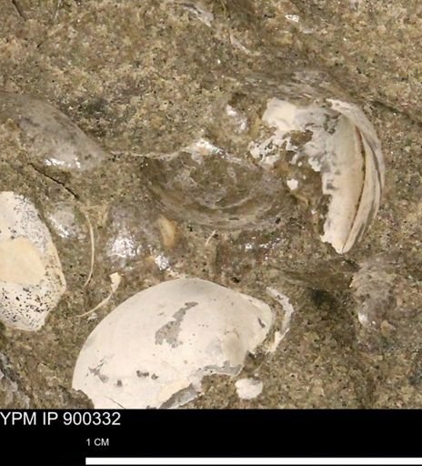 Anomia gryphorhyncha