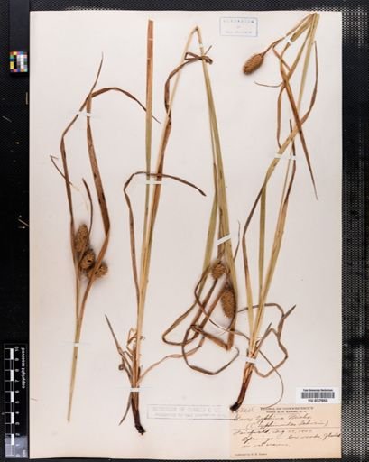Plantae