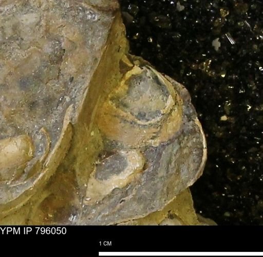 Spisula elliptica