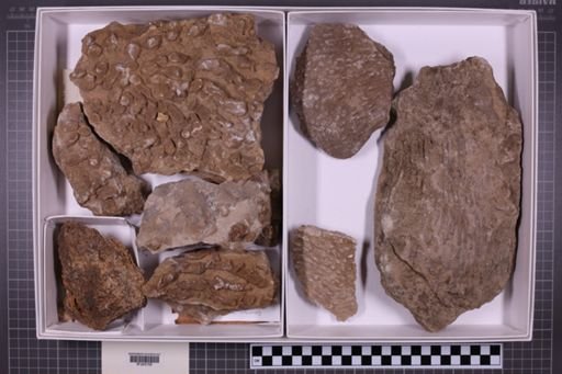 mixed taxa, stratigraphic collection